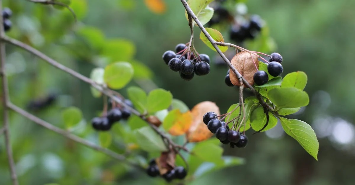 Unlocking the power of aronia discover the top aronia berry benefits for your health