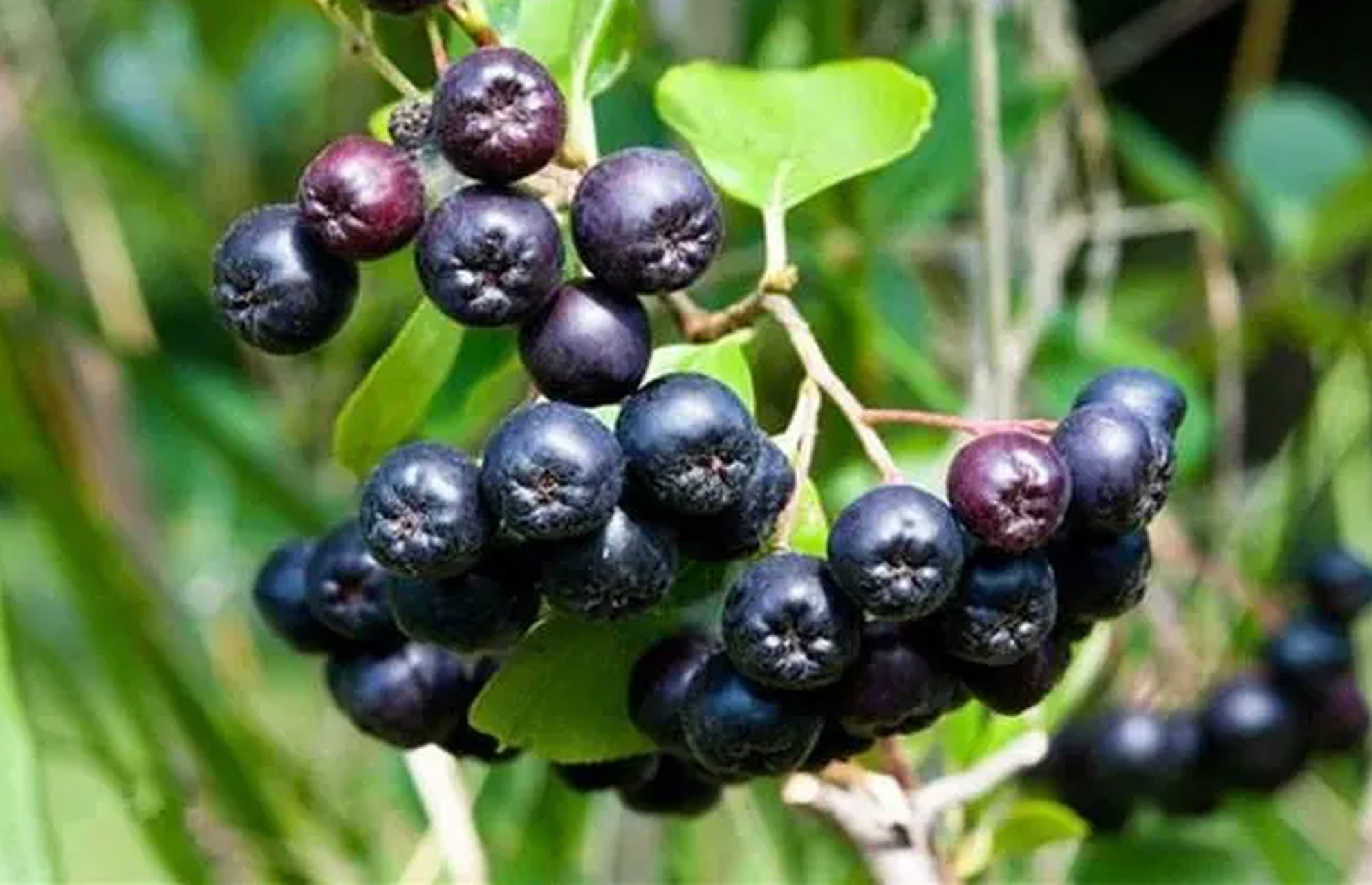 Discover the health benefits of aronia juice why you should add it to your diet